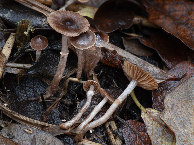 Cortinarius decipiens